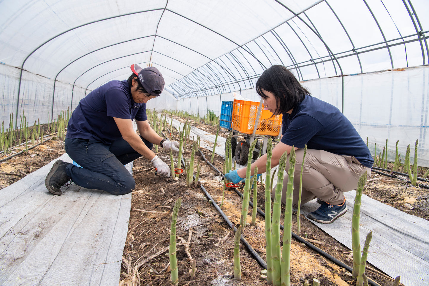 【2026 L・M、ホワイトグリーンサイズまちまち】DAIRY MIXアスパラ 北海道 上富良野産 【春芽】