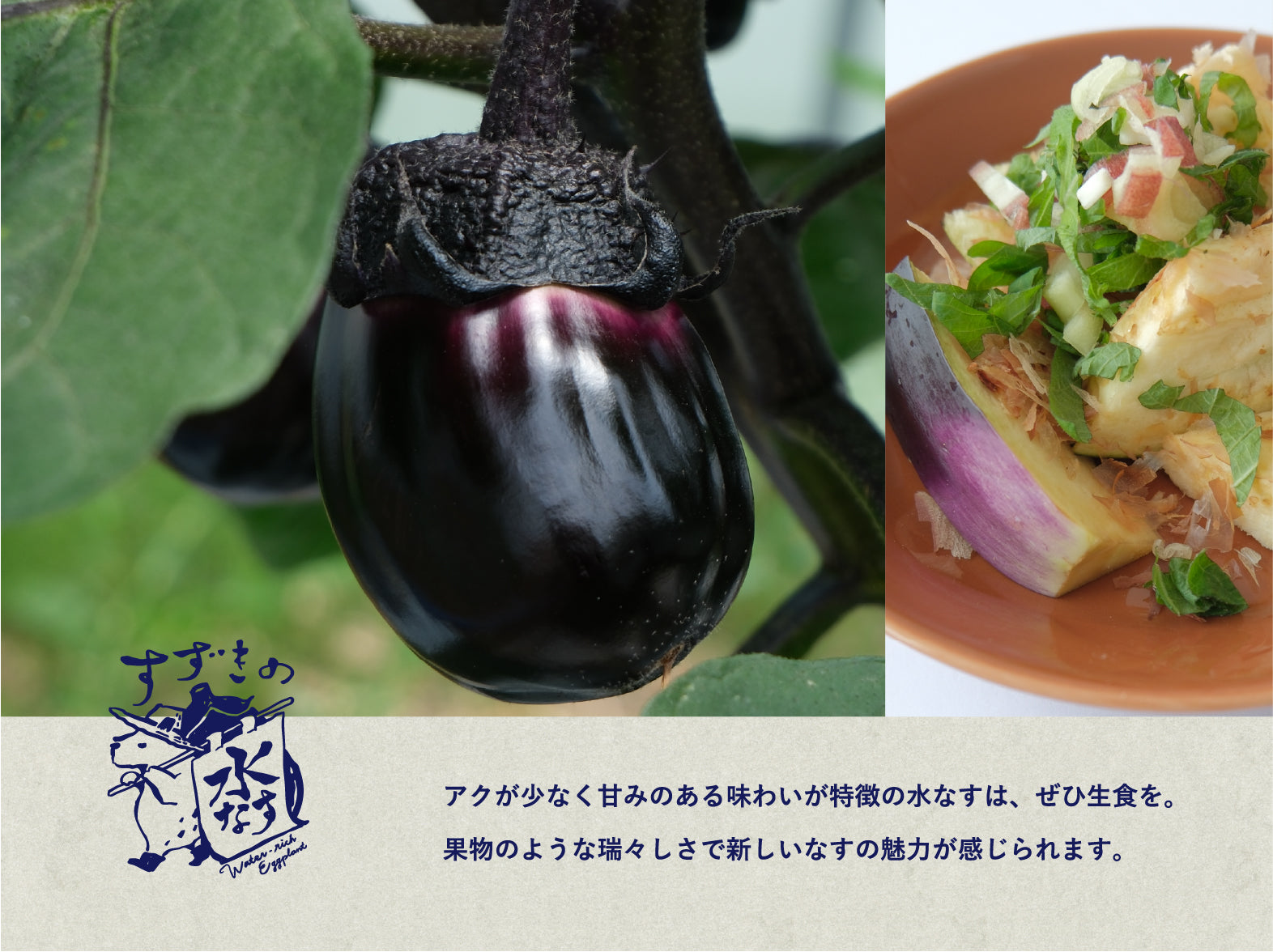 2026 生で食べれる】すずきの水なす【プリっとした歯応えと瑞々しい
