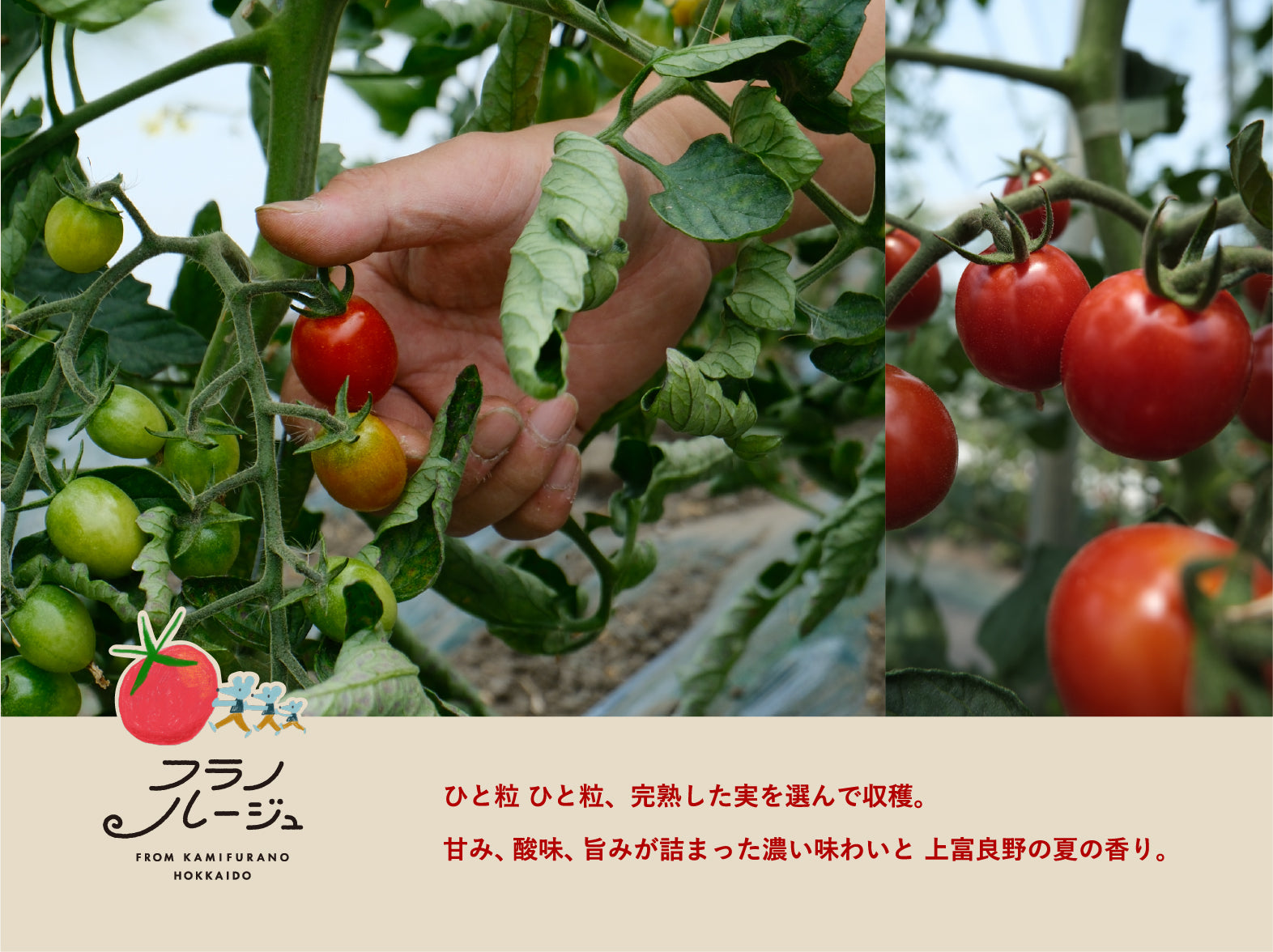 2026年夏】甘み・旨味・酸味にこだわったミニトマト_フラノルージュ1kg
