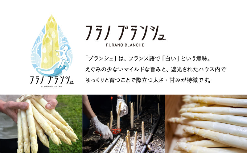 極太ホワイトアスパラガス 北海道上富良野産　フラノブランシュ
