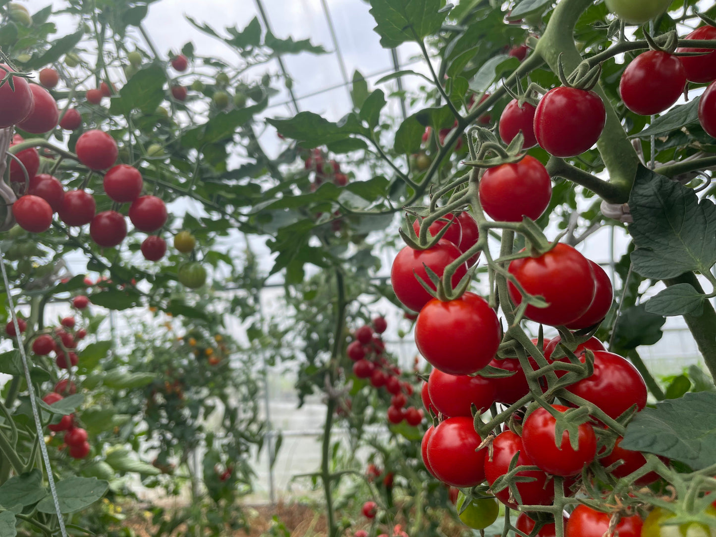【ご自宅用】甘み・旨味・酸味にこだわったミニトマト_フラノルージュ1kg