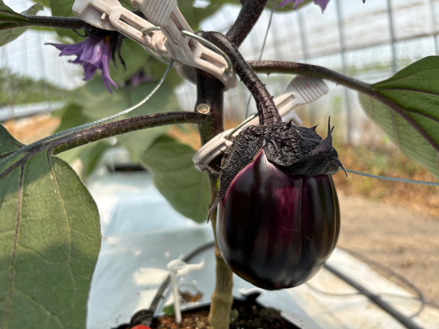 【7月予約販売】まるごと しまねずみファームの夏野菜4種セット
