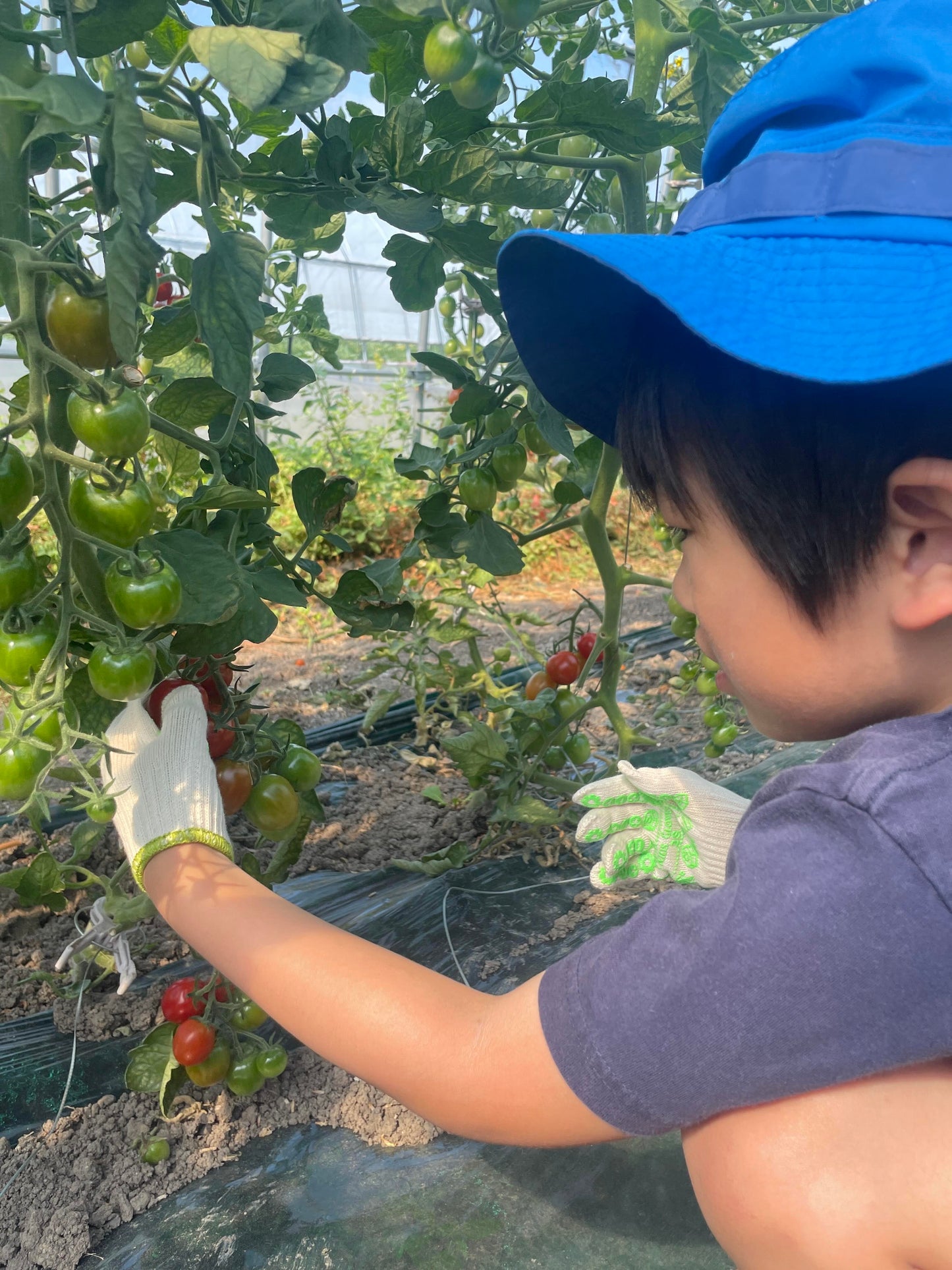 【ご自宅用】甘み・旨味・酸味にこだわったミニトマト_フラノルージュ1kg